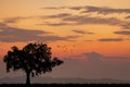 Alone Tree Silhouette Sunset or Sunrise Royalty Free Stock Photo