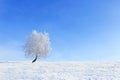 Alone Tree in the snow on a field winter Royalty Free Stock Photo