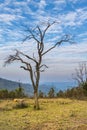 Alone tree on mountain Royalty Free Stock Photo