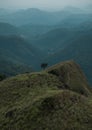 Alone tree stands on top of a mountain overlooking a range of mountains Royalty Free Stock Photo