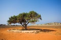 Alone tree in stone desert