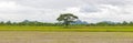 Alone tree in the storm on meadow. Tree in full leaf in summer standing alone in a field against a steel grey stormy sky. Royalty Free Stock Photo