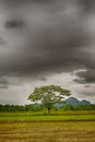 Alone tree in the storm on meadow. Tree in full leaf in summer standing alone in a field against a steel grey stormy sky. Royalty Free Stock Photo