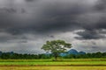 Alone tree in the storm on meadow. Tree in full leaf in summer standing alone in a field against a steel grey stormy sky. Royalty Free Stock Photo
