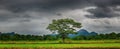 Alone tree in the storm on meadow. Tree in full leaf in summer standing alone in a field against a steel grey stormy sky. Tree in Royalty Free Stock Photo