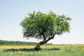 Alone tree on summer meadow with yellow flowers Royalty Free Stock Photo