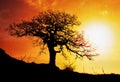 Alone tree with sun and color red orange sky Royalty Free Stock Photo
