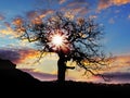 Alone tree with sun and color red orange sky Royalty Free Stock Photo