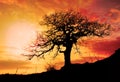 Alone tree with sun and color red orange yellow sky Royalty Free Stock Photo