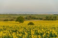 Alone tree in the sunflower field Royalty Free Stock Photo