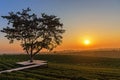 Alone tree on tea plantation and meadow in the morning on summer day.