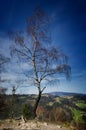 Alone tree on the top of the mountain Royalty Free Stock Photo