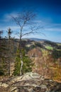 Alone tree on the top of the mountain Royalty Free Stock Photo