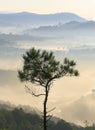 Alone tree in top of mountain with mist in valley down Royalty Free Stock Photo