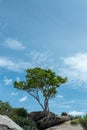 Alone tree on the top of stone mountain Royalty Free Stock Photo