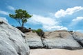 Alone tree on the top of stone mountain with beautiful sun halo Royalty Free Stock Photo