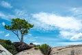 Alone tree on the top of stone mountain Royalty Free Stock Photo