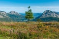 Alone tree between two giants Royalty Free Stock Photo