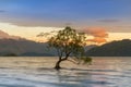 Alone tree on Wanaka Lake with mountain background sunrise tone Royalty Free Stock Photo