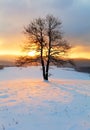 Alone tree in winter sunrise landscape - nature Royalty Free Stock Photo