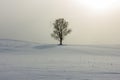 Alone Tree in the winter time