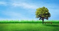 Alone tree and wooden long chair on green grass meadow field. Royalty Free Stock Photo