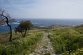 Alone trees on the way to the top of Acropolis of Lindos, Rhodes, Greece Royalty Free Stock Photo