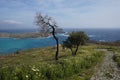 Alone trees on the way to the top of Acropolis of Lindos, Rhodes, Greece Royalty Free Stock Photo