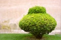 Alone trimmed bush on an old stone wall Royalty Free Stock Photo