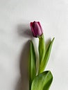 alone tulip on white background