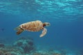 ALone Turtle Royalty Free Stock Photo