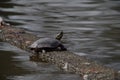 Alone Turtle hanging out in a shallow pond Royalty Free Stock Photo
