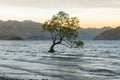 Alone Wanaka tree in water lake, New Zealand Royalty Free Stock Photo