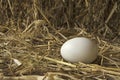 White egg in the straw nest in light Royalty Free Stock Photo