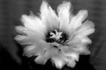 Alone white flower on dark background