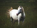 Alone white horse grazes