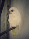 Alone White Parrot Sitting Tree Branch Royalty Free Stock Photo