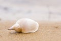 Alone white shell on a sand beach. Close-up. Royalty Free Stock Photo