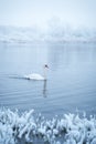 Alone white swan swim in the winter lake water in sunrise time Royalty Free Stock Photo