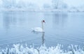 Alone white swan swim in the winter lake water in sunrise time Royalty Free Stock Photo