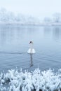 Alone white swan swim in the winter lake water in sunrise time Royalty Free Stock Photo