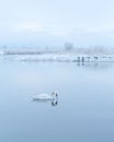 Alone white swan swim in the winter lake water in sunrise time Royalty Free Stock Photo