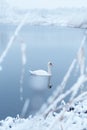 Alone white swan swim in the winter lake water in sunrise time Royalty Free Stock Photo