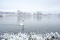 Alone white swan swim in the winter lake water in sunrise time Royalty Free Stock Photo