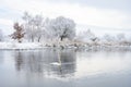 Alone white swan swim in the winter lake water in sunrise time Royalty Free Stock Photo