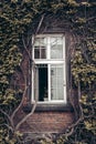 Alone White window, ivy overgrown wall, house, garden cleaning, decoration and garden decoration, cutting plants. garden care, Royalty Free Stock Photo