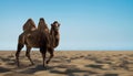 Alone wild camel in sandy desert Royalty Free Stock Photo