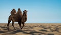 Alone wild camel in sandy desert