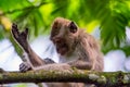Wild monkey at curug 7 bogor Royalty Free Stock Photo