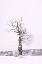 Alone winter tree